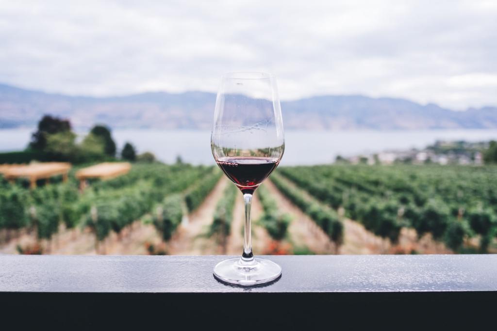 Découvrez les vignobles de la région cet automne