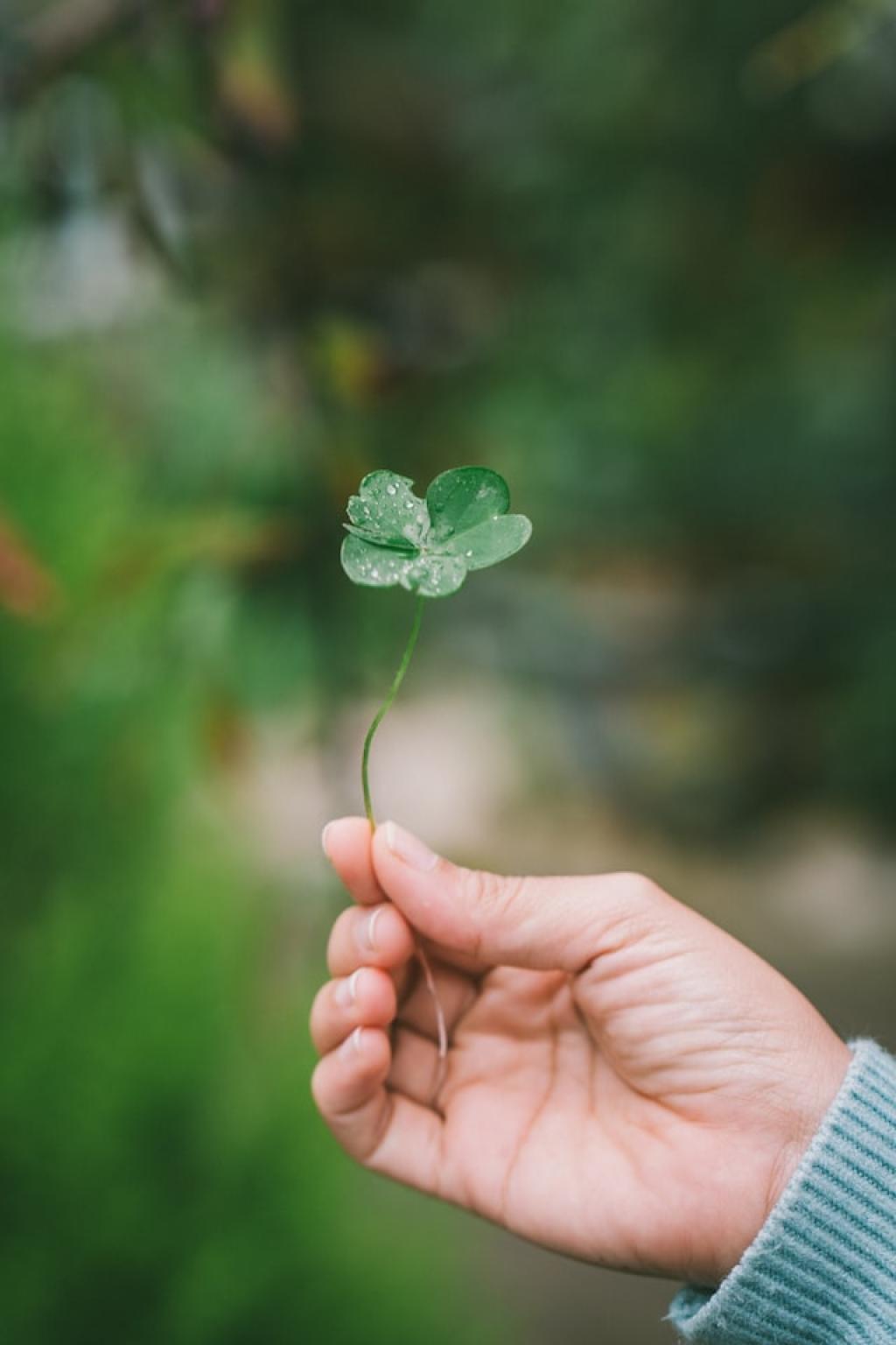 Les microbrasseries & distilleries à visiter à l’occasion de la Saint-Patrick